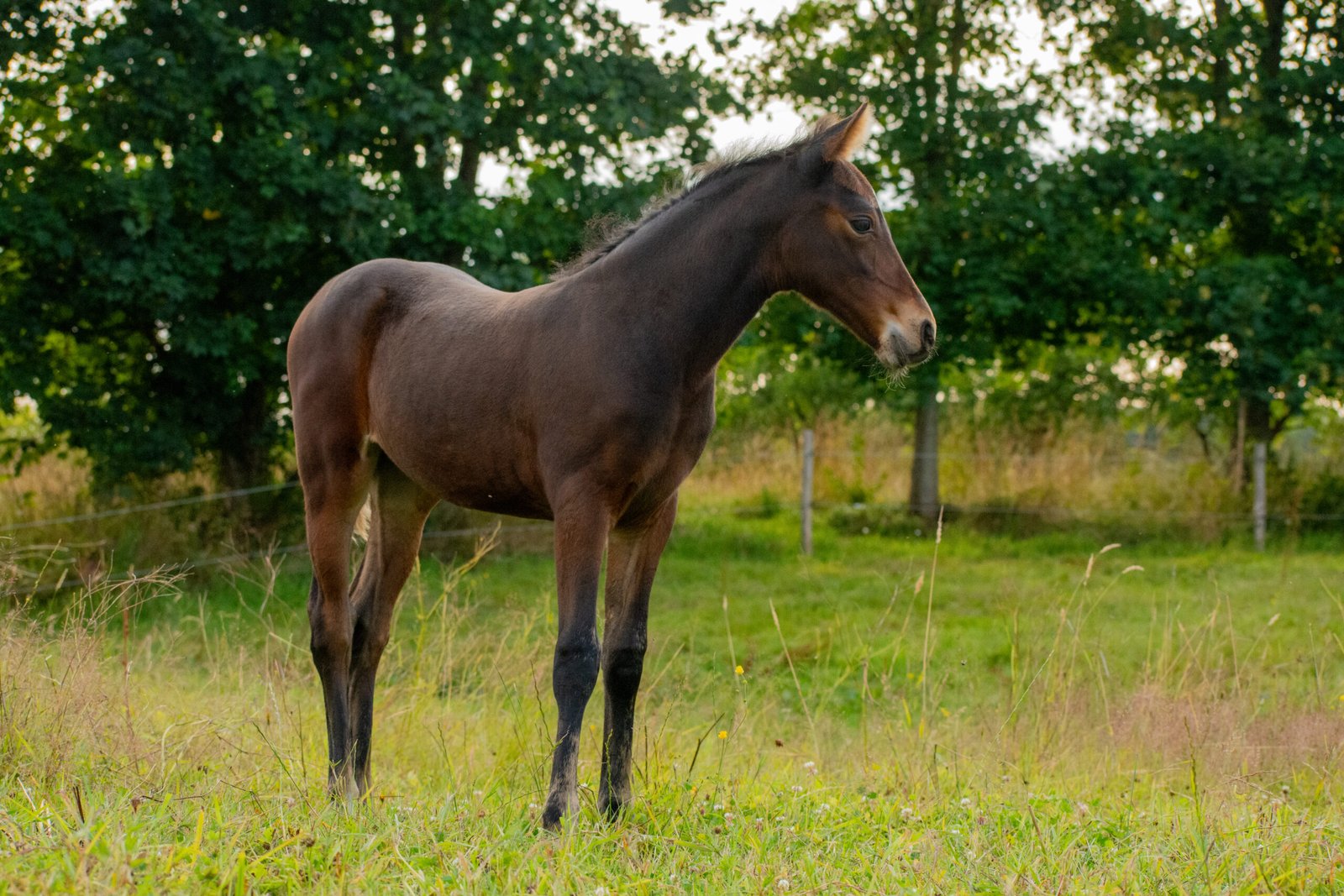 Elevage chevaux sport, élevage poney sport, élevage chevaux loisirs